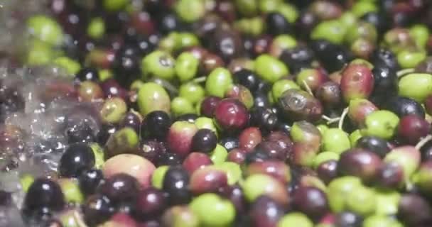 Vollbild Video Vom Waschen Von Oliven Früchte Beeren — Stockvideo