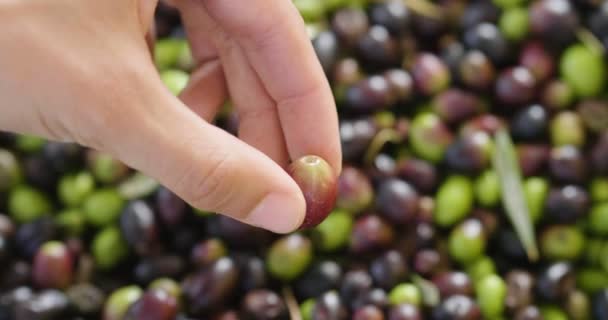 Close Video Person Checking Black Olive Heap — Stock Video