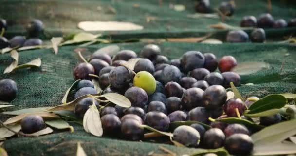 Vidéo Baies Olives Tombant Sur Surface Tissu Sur Sol Assaisonnement — Video