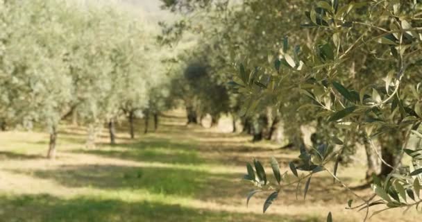 Video Green Olive Trees Plantation Olives Garden — Stock Video