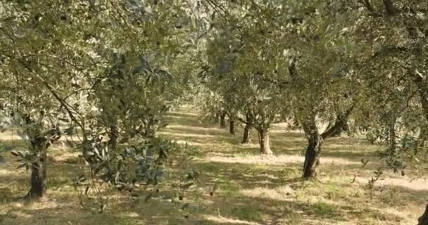 Video Von Grünen Olivenbäumen Plantage Oliven Garten — Stockvideo