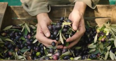 Ahşap kutusunda, siyah zeytin kapma kişinin video ağaç çilek hasat