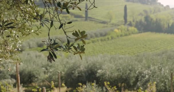 Vídeo Oliveiras Verdes Campo Rural — Vídeo de Stock