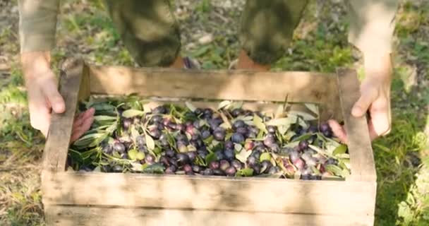 Vídeo Pessoa Carregando Caixa Madeira Com Azeitonas Colheita Bagas Árvore — Vídeo de Stock