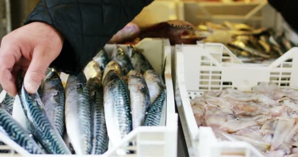 Выбор Высококачественной Свежей Рыбы Продажи Порту — стоковое видео