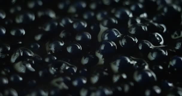 Close Vídeo Aperitivo Caviar Preto — Vídeo de Stock