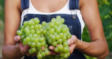 holding ve yeşil üzüm kamerada gösteriyor üzüm çiftçi kadın video 