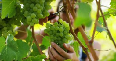 üzüm, üzüm şube hasat makasla kesme çiftçi kadın video