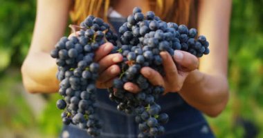 holding ve siyah üzüm kamerada gösteriyor üzüm çiftçi kadın video