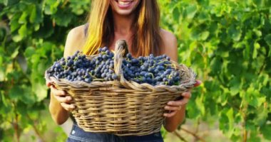 sepet üzüm hasat ile tutarak bağ içinde çiftçi kadın video 