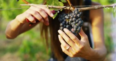 üzüm, üzüm şube hasat makasla kesme çiftçi kadın video