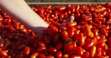 Genç bir çocuğun eline mükemmel toplar ve bazı domates plantasyondan taze yaz domates sırasında okşama