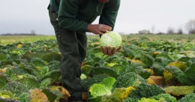 bahçe plantasyonunda yeşil lahana kırpma kişi ellerin kısmi görüntü video