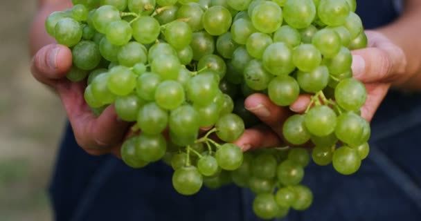 Відео Фермерки Винограднику Тримає Показує Зелений Виноград Камеру — стокове відео