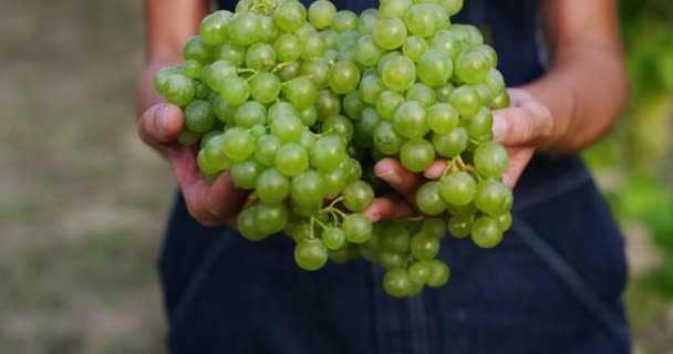 押しながらカメラに緑色のブドウを示すのブドウ畑の農家の女性のビデオ — ストック動画