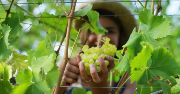 Film Kobiety Rolnika Winnicy Cięcie Winogron Oddziału Zbiorów Nożyczkami — Wideo stockowe