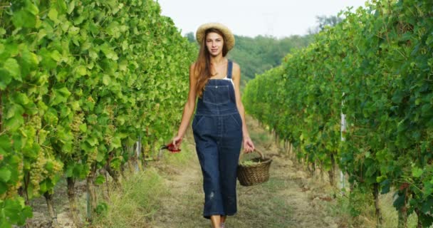 Video Farmářky Denimových Montérkách Procházející Vinici Košem Plným Hroznů Sklizně — Stock video