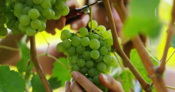 Vidéo Agricultrice Dans Vignoble Couper Branche Raisin Avec Des Ciseaux — Video