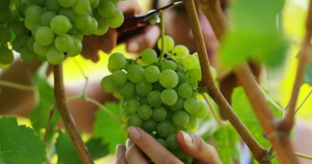 Video Einer Bäuerin Weinberg Die Trauben Mit Der Ernteschere Schneidet — Stockvideo