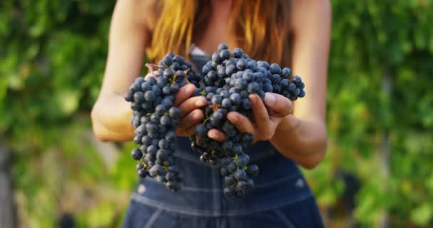 押しながらカメラに黒ブドウを示すのブドウ畑の農家の女性のビデオ — ストック動画