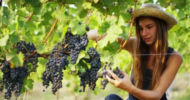 Vídeo Agricultora Viña Corte Rama Uva Con Tijeras Vendimia — Vídeos de Stock