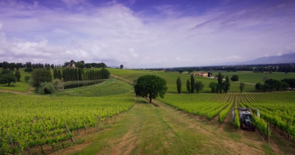 ブドウ園の収穫に 月の女の子 収集選択したブドウ房イタリアの偉大な収穫のため 生物的概念 有機食品 手作りの高級ワイン — ストック動画