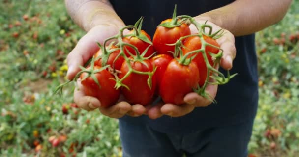 ちょうど彼の土地から選んだイタリアの赤いトマトの農家展の手 有機トマト 本物と農家の世話で栽培 コンセプト イタリア語 トマト — ストック動画