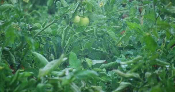 Handen Bonde Utställning Italienska Röda Tomater Bara Plockat Från Sin — Stockvideo