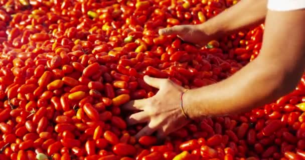 若い男の子の完全な手を収集と夏トマトの中に農園から新鮮なトマトを Caressing — ストック動画