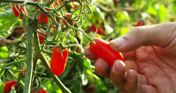 植物からトマトを摘む男のクローズアップ — ストック動画