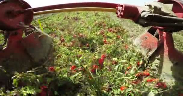 Vídeo Máquina Combinadora Campo Con Tomates Ojo Pescado — Vídeos de Stock