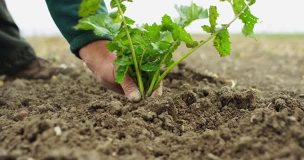 手标记的工作和有经验的农民 被地球母亲打扫的时间的布什的新鲜采摘新鲜胡萝卜 — 图库视频影像