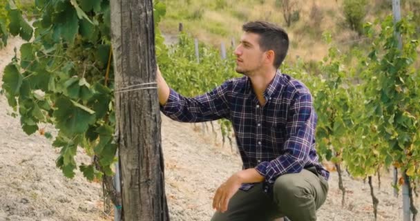 Video Dell Agricoltore Nella Piantagione Vigneti — Video Stock