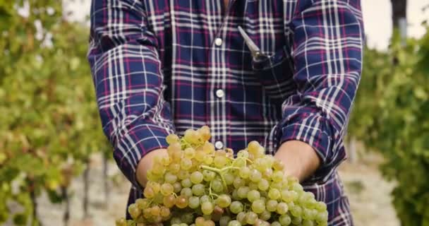 カメラでブドウ収穫を示す男性のビデオ — ストック動画