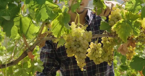 収穫はさみでブドウの枝を切る農夫男のビデオ — ストック動画