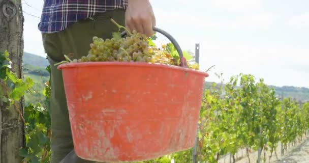 Video Del Hombre Agricultor Plantación Viñedos Llevando Cubo Rojo — Vídeo de stock