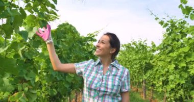 üzüm alan plantasyon içinde yürüyüş ve yaprakları dokunmadan profesyonel çiftçi kadın video 