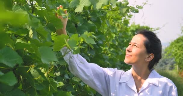葡萄畑で葡萄畑品質をチェック白衣の農家の女性のビデオ — ストック動画