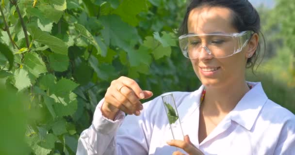 Vídeo Mujer Agricultora Capa Blanca Comprobando Calidad Las Plantas Poniendo — Vídeo de stock