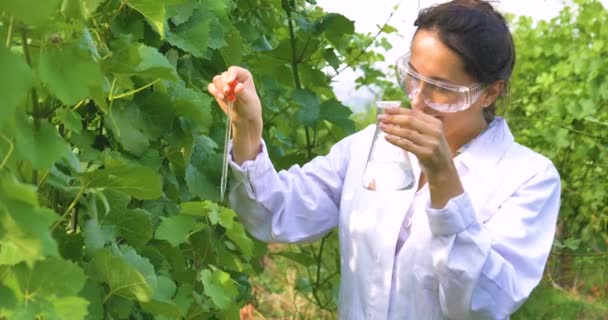 农民妇女在白色外套的视频检查样品的叶子水分与移液器 — 图库视频影像
