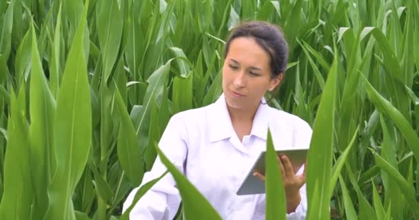医生妇女在白色外套检查玉米地叶子质量和使用数字平板电脑的视频 — 图库视频影像