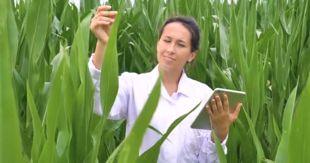 植物の葉の品質をチェックし デジタル タブレットを使用して白衣のブルネットの農家の女性のビデオ — ストック動画