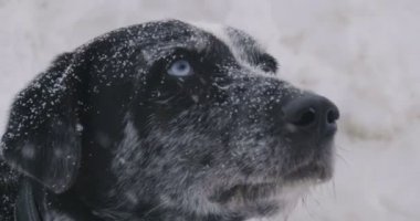 Yakın çekim portre gökten yağan kar sırasında etrafa bir mavi gözlü dağ köpek