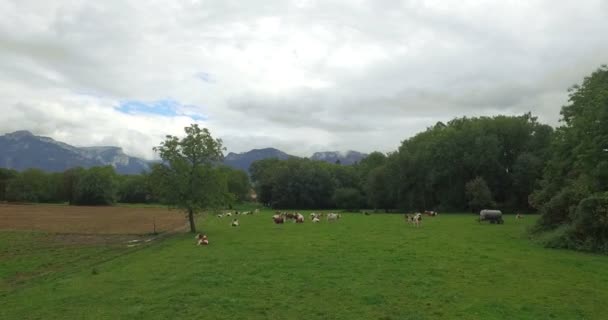 Vacas Marrones Gratis Pastando Hierba Fresca Prado Verde — Vídeo de stock