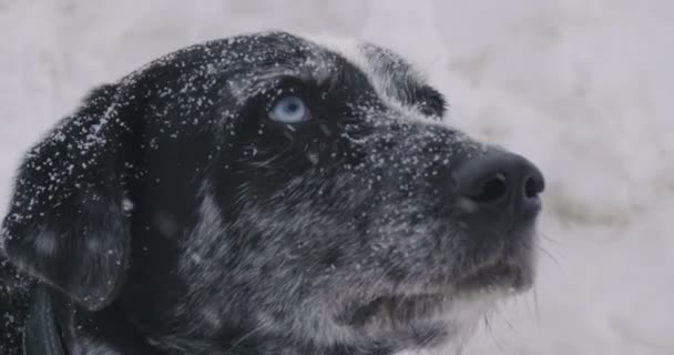 空から雪が降る中を見回して ブルー アイド マウンテン ドッグのクローズ アップの肖像画 — ストック動画