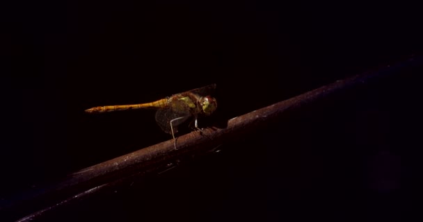 Dragonfly Stwarza Pozostaje Nieruchomo Liściu Czarnym Tle — Wideo stockowe