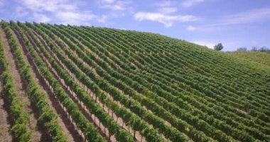 Kırmızı ve beyaz şarap üzüm hasat, Tuscan tepeler ve Kuzey İtalya sezonunda üzüm üzüm hasat Hava görüş hava. şarap ve geleneksel İtalyan üzüm çeşitli