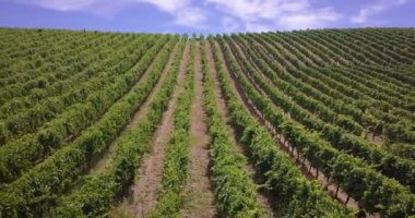 Kırmızı ve beyaz şarap üzüm hasat, Tuscan tepeler ve Kuzey İtalya sezonunda üzüm üzüm hasat Hava görüş hava. şarap ve geleneksel İtalyan üzüm çeşitli