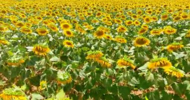 4 k su İtalya ile pirinç alan üzerinde bir güneşli gün ve bazı güzel cluods mavi gökyüzünde uçan hava görünümünü dron