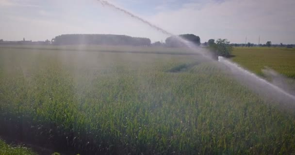 Система Полива Кукурузного Поля Полный Обзор Потока Воды Трубах — стоковое видео